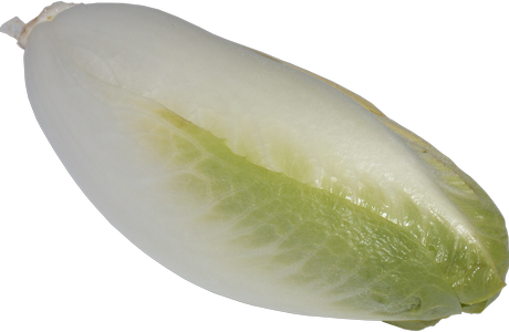 chicory-2200901_960_720.png